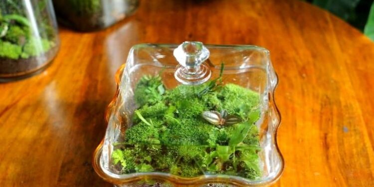 പച്ചതുരുത്തുകളും മധുരവും