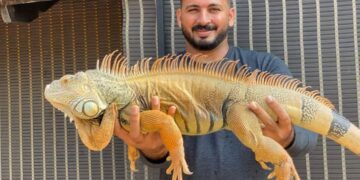 ഡ്രീം കേക്കുകളിൽ വ്യത്യസ്തത നിറച്ച് Rizu’s Cake Bytes !